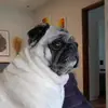 Carpenito - @carpenitoxz - TikTok