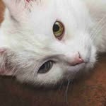 Eric Carreon - @ericcarreon48 - Instagram