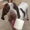 Eric Carreras Codó - @wilma_thedog - TikTok
