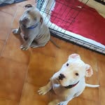 eric casagrande - @eric_casa_dogo_pitbull - Instagram