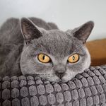 Eric Catona - @king_eric_catona - Instagram