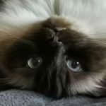 Eric Catona 🐾🐈 - @eric_catona - Instagram