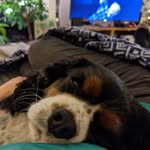 Eric, King of the Cavaliers - @ericthecavalierking - Instagram