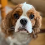 Reagan_Eric_Cavaliers - @reagan_eric_cavaliers - Instagram
