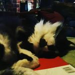 Eric Cespedes - @eric.cpds - Instagram