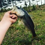 Bass Man 🎣 - @chambliss_eric - Instagram