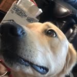 Eric Charest - @lizard_dogs_hamster - Instagram