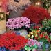 Eric Chauvin un Jour de Fleurs - Facebook
