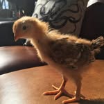 Eric Chicken - @ericthechicken_ - Instagram