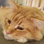 Eric Clarkson - @mariothemainecoone - Instagram