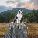 Eric 🩵 - @eric_the_border_collie_ - Instagram