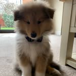 Eric - @eric_rough_collie - Instagram