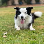 Eric the Border Collie - @eric.theborder.collie - Instagram