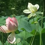 Eric Cornelis - @eric.cornelis.33 - Instagram