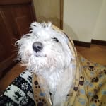 Coco - @eric.corti__ - Instagram