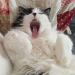Eric Cousin - @cousin6811 - Instagram