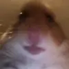 user - @ericdecosta6 - TikTok