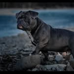 Eric Desilva - @lj_bully_bologna - Instagram
