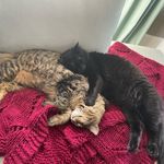 Eric Dickman - @catsup_n_pickles - Instagram