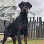 Black and Tan Doberman - @eric_the_doberman_ - Instagram