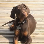 Dobermann Eric - @dobermann_eric - Instagram