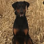 Eric Burley - @ericthedobermann - Instagram