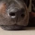 eric_the_doberman - @ericthedoberman - Instagram