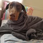 Erik the doberman - @erikdoberman_ - Instagram