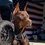 @maverick.the.doberman - Instagram