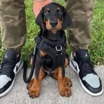 MAVERICK - @maverick.dobermann - Instagram