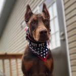 Maverick 🇺🇸 - @captmaverick.doberman - Instagram