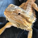 Eric The Dragon - @ericthespikeydragon - Instagram