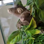 Eric Duhaime - @vivarium_eric - Instagram