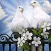 Eric Ibanda Eib - Facebook