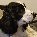 Eric Ellard - @eric_cockerspaniel - Instagram