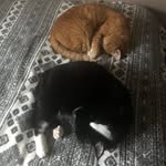 Eric Ellsworth - @pets_rule_ericellsworth - Instagram