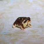 Eric Erwin - @eric_likes_frogs - Instagram