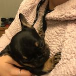 Eric Everett - @eric_thefrenchies_exploits - Instagram