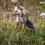Eric Fox - @fox_wildlife_and_landscape - Instagram