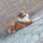 Emma 🐕‍🦺❤ - @ericgabriellehmann - Instagram
