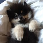 Ella Schjødt Ericsson - @thepomella - Instagram