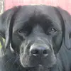 Eric Grady - @mooseditty - TikTok