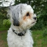 Eric Hanley shih tzu x bichon - @just_eric_xo - Instagram