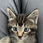 Eric Hatten - @lyla_the_kit - Instagram