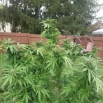 Eric Hazlett - @330grower - Instagram