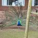 Erico Henrich - Facebook