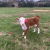 IndianCreek Hereford - @icherefords - TikTok