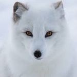 Eric herndon - @holy.fox73 - Instagram