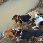 Eric Higgins - @higgins_kennels - Instagram