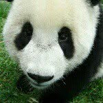 熊貓 🐼🐼 - @eric_hoft - Instagram